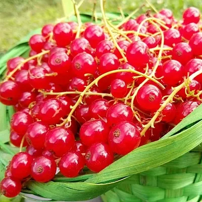 Красная  Красная в Симферополе