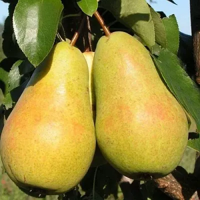 Груша ЧИЖОВСКАЯ в Симферополе