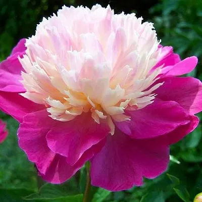 Пион ГЕЙ ПАРИ травянистый  Пион ГЕЙ ПАРИ травянистый в Симферополе