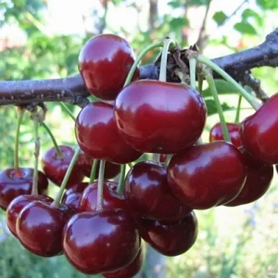 Вишня НОРД СТАР  Вишня НОРД СТАР в Симферополе