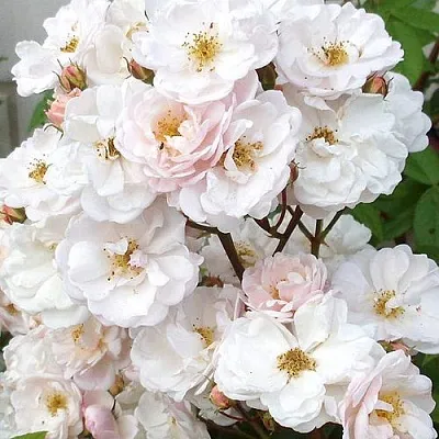 Мускусная Мускусная в Симферополе