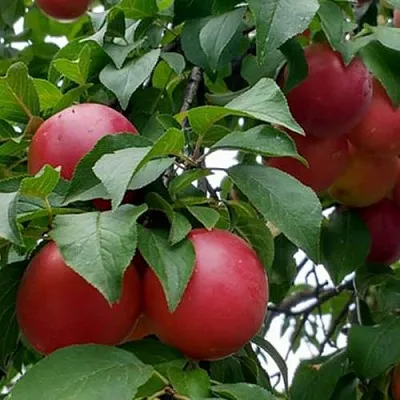 Плумкот БИРИКОККОЛО ГИГАНТЕ ДИ БУДРИО  Плумкот БИРИКОККОЛО ГИГАНТЕ ДИ БУДРИО в Симферополе