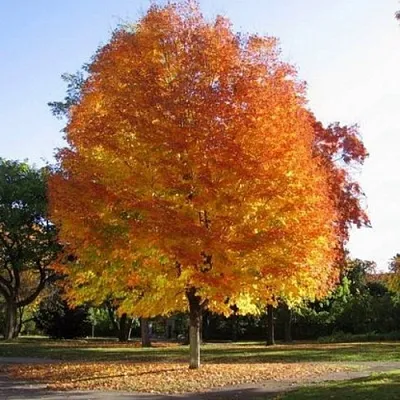 Клен серебристый  Клен серебристый в Симферополе