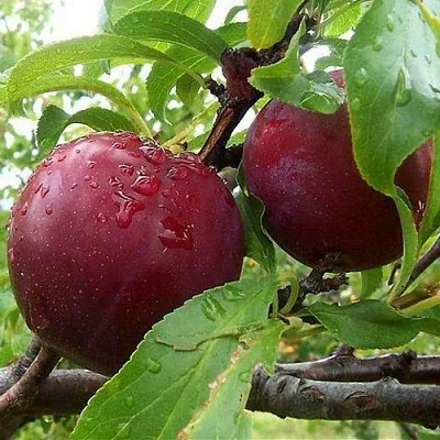 Слива КЛЕОПАТРА  Слива КЛЕОПАТРА в Симферополе