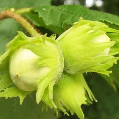 Фундук КАТАЛОНСКИЙ  Фундук КАТАЛОНСКИЙ в Симферополе