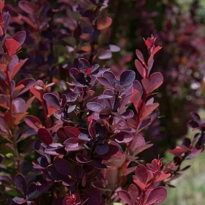 Барбарис ХЕЛМОНД ПИЛЛАР тунберга  Барбарис ХЕЛМОНД ПИЛЛАР тунберга в Симферополе