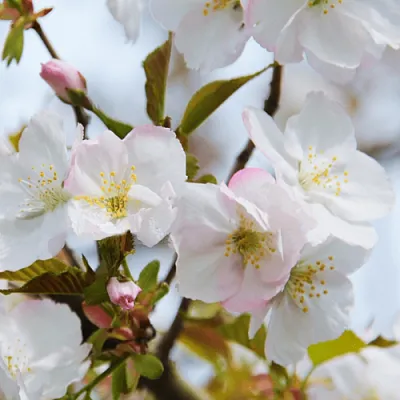 Вишня ОКАМЕ  Вишня ОКАМЕ в Симферополе