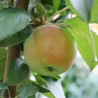 Яблоня ПОДСНЕЖНИК стелющаяся  Яблоня ПОДСНЕЖНИК стелющаяся в Симферополе