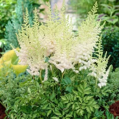 Астильба МИЛК ЭНД ХАНИ китайская  Астильба МИЛК ЭНД ХАНИ китайская в Симферополе