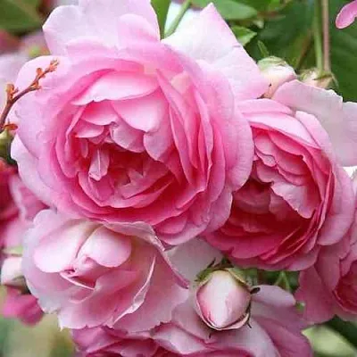 Саженцы роз ЖАСМИНА плетистая  Саженцы роз ЖАСМИНА плетистая в Симферополе