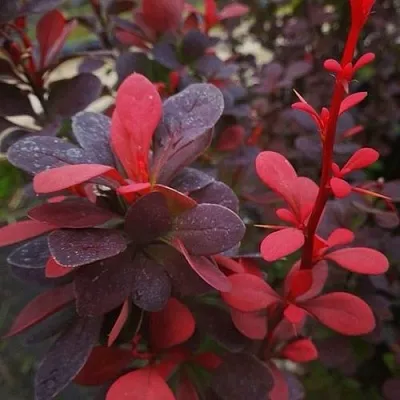 Барбарис РЕД ПИЛЛАР тунберга  Барбарис РЕД ПИЛЛАР тунберга в Симферополе