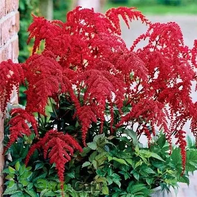 Астильба РЕД ЧАРМ Арендса  Астильба РЕД ЧАРМ Арендса в Симферополе