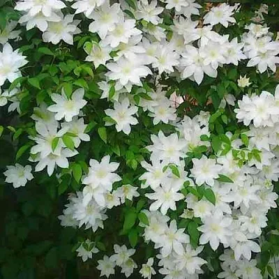 Клематис ТОКИ  Клематис ТОКИ в Симферополе