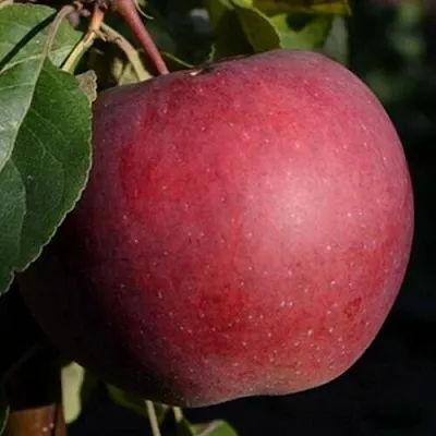 Яблоня БЕЛОРУССКОЕ СЛАДКОЕ  Яблоня БЕЛОРУССКОЕ СЛАДКОЕ в Симферополе