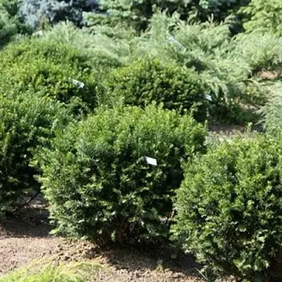 Тис НАНА остроконечный   Тис НАНА остроконечный  в Симферополе