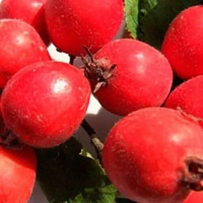 Боярышник КРУПНОПЛОДНЫЙ — описание сорта Боярышник КРУПНОПЛОДНЫЙ в Симферополе