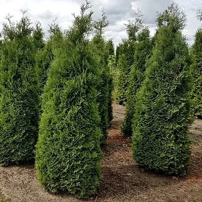 Туя ХОЛМСТРУП западная  Туя ХОЛМСТРУП западная в Симферополе