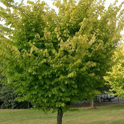 Вяз обыкновенный  Вяз обыкновенный в Симферополе