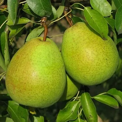 Груша НАЙТ-ВЕРТ колонновидная  Груша НАЙТ-ВЕРТ колонновидная в Симферополе