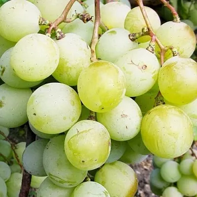 Виноград КЕША МУСКАТ  Виноград КЕША МУСКАТ в Симферополе