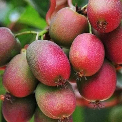 Актинидия ВЕЙКИ аргута в Симферополе