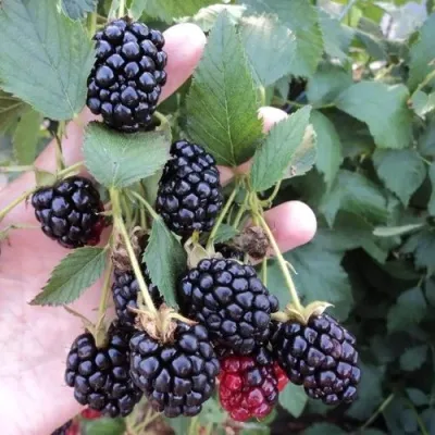 Ежевика ОУАЧИТА бесшипная — описание сорта Ежевика ОУАЧИТА бесшипная в Симферополе