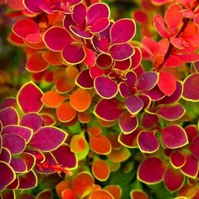 Барбарис ОРАНЖ САНРАЙЗ тунберга  Барбарис ОРАНЖ САНРАЙЗ тунберга в Симферополе