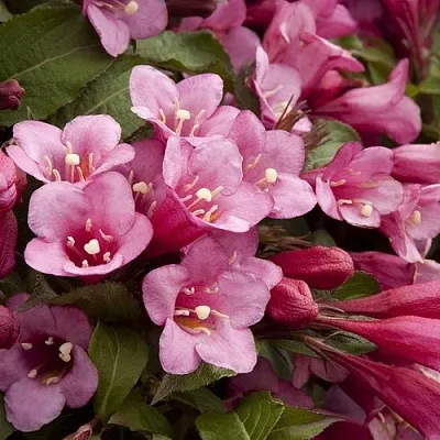 Вейгела ФЛОРИДА  Вейгела ФЛОРИДА в Симферополе