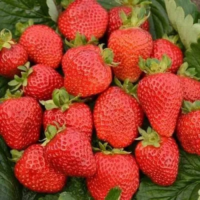 Клубника САН АНДРЕАС ремонтантная в Симферополе