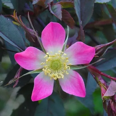 Саженцы роз сизая — описание сорта Саженцы роз сизая в Симферополе