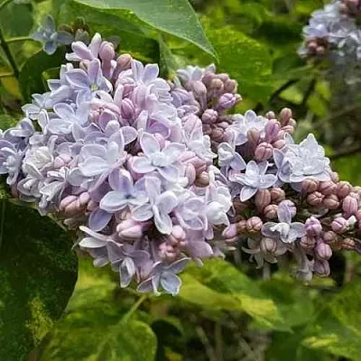 Сирень АУКУБАФОЛИЯ  Сирень АУКУБАФОЛИЯ в Симферополе