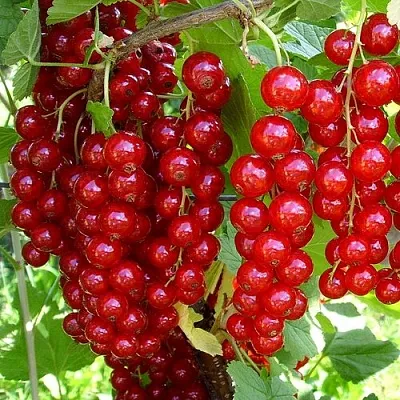 Смородина красная ЙОНКЕР ВАН ТЕТС  Смородина красная ЙОНКЕР ВАН ТЕТС в Симферополе