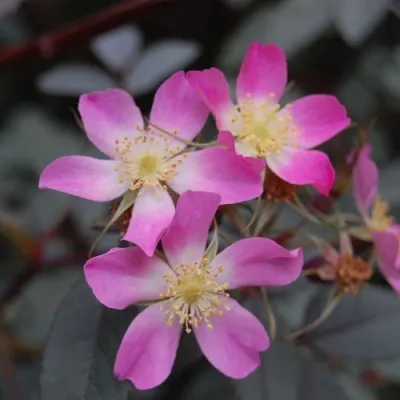 Саженцы роз сизая — описание сорта Саженцы роз сизая в Симферополе