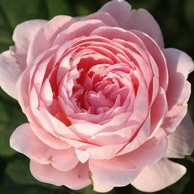 Саженцы роз КУИН ОФ СУИДЕН английская  Саженцы роз КУИН ОФ СУИДЕН английская в Симферополе