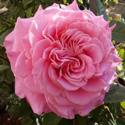 Саженцы роз ЭШЛИ чайно-гибридная — описание сорта Саженцы роз ЭШЛИ чайно-гибридная в Симферополе