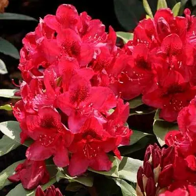 Рододендрон МАТАДОР  Рододендрон МАТАДОР в Симферополе