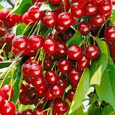 Вишня БРУСНИЦЫНА степная  Вишня БРУСНИЦЫНА степная в Симферополе