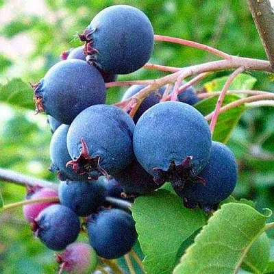 Ирга ПЕМБИНА  Ирга ПЕМБИНА в Симферополе