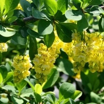 Барбарис ИНДИАН САММЕР   Барбарис ИНДИАН САММЕР  в Симферополе