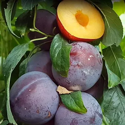 НЕКТАПРИУМ  НЕКТАПРИУМ в Симферополе