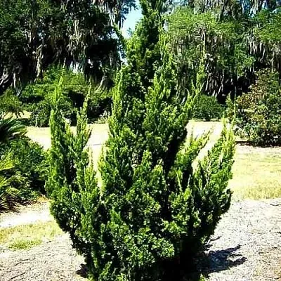 Можжевельник КАЙЗУКА китайский  Можжевельник КАЙЗУКА китайский в Симферополе