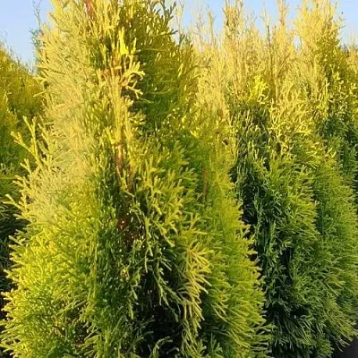 Туя ГОЛДЕН СМАРАГД западная  Туя ГОЛДЕН СМАРАГД западная в Симферополе