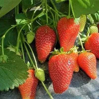 Клубника РОКСАНА в Симферополе