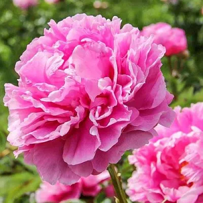 Пион АЛЕКСАНДР ФЛЕМИНГ травянистый  Пион АЛЕКСАНДР ФЛЕМИНГ травянистый в Симферополе