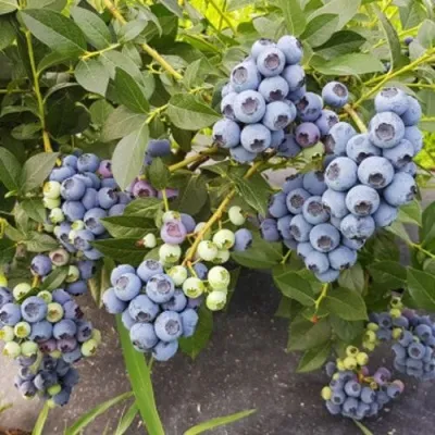 Голубика ОСОРНО — описание сорта Голубика ОСОРНО в Симферополе