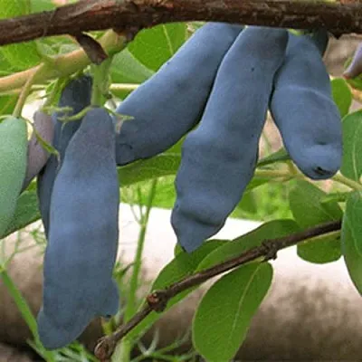 Жимолость съедобная ЛЕНИНГРАДСКИЙ ВЕЛИКАН  Жимолость съедобная ЛЕНИНГРАДСКИЙ ВЕЛИКАН в Симферополе