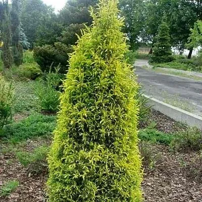 Можжевельник ГОЛД КОН обыкновенный  Можжевельник ГОЛД КОН обыкновенный в Симферополе