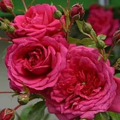 Саженцы роз ЛАГУНА плетистая  Саженцы роз ЛАГУНА плетистая в Симферополе