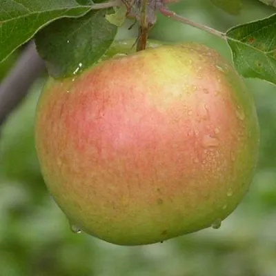 Яблоня БРЯНСКОЕ ЗОЛОТИСТОЕ  Яблоня БРЯНСКОЕ ЗОЛОТИСТОЕ в Симферополе