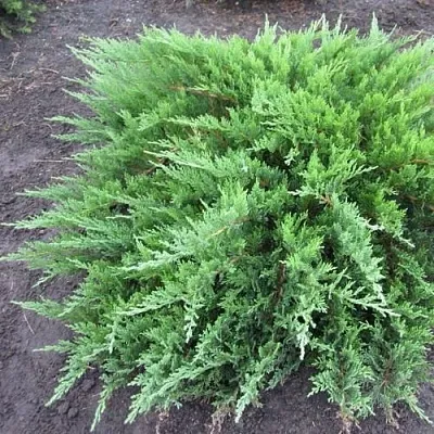 Можжевельник ТАМАРИСЦИФОЛИЯ казацкий  Можжевельник ТАМАРИСЦИФОЛИЯ казацкий в Симферополе